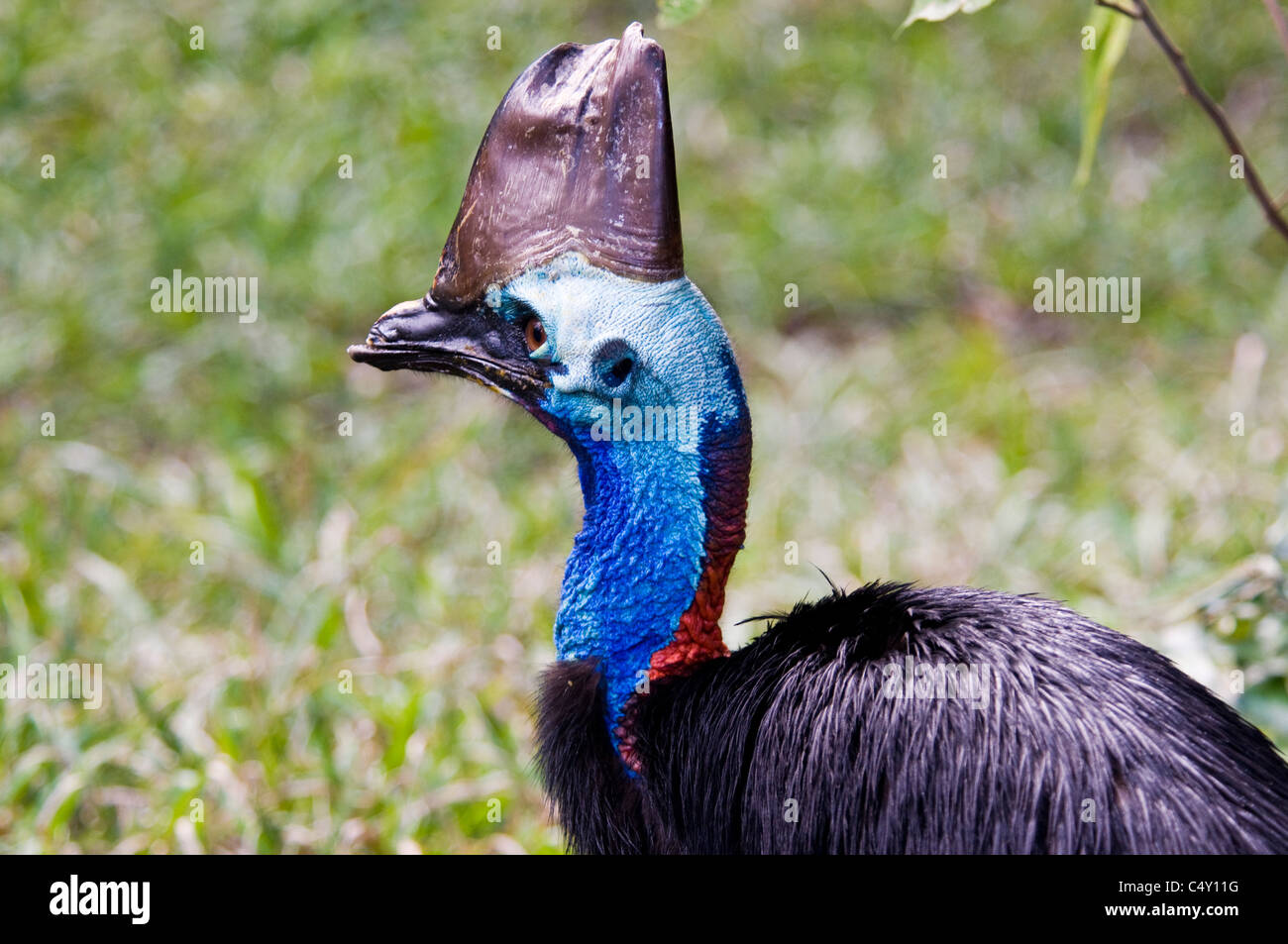 Casuario meridionale (IUCN red-elencati come vulnerabili) presso il Cairns Tropical Zoo nel Queensland Australia Foto Stock