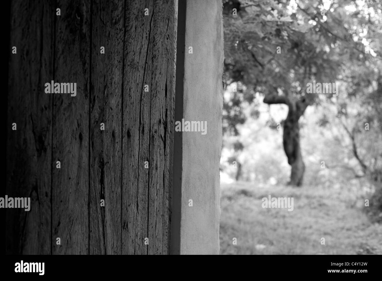 Visualizzare attraverso la porta di legno su olivo & altri alberi sulla collina, Maiorca, Spagna, Iberia, Isola in bianco e nero. Foto Stock