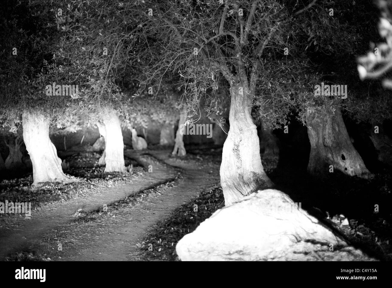 Bianco e nero night shot di oliveto nei fari di un'auto, Maiorca, Spagna, Iberia, Isola Foto Stock