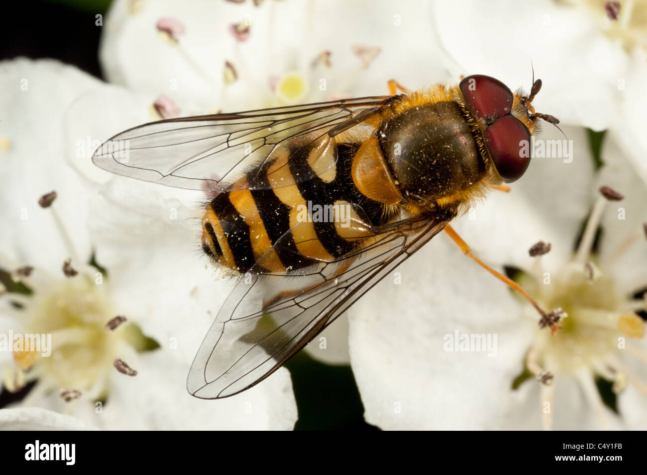 Hoverfly, Syrphus ribesii, Derbyshire, una vespa mimic Foto Stock