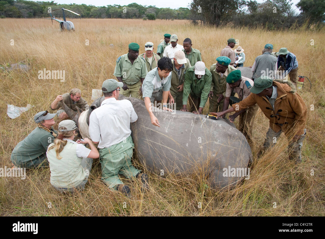 I veterinari veterinari veterinari africani il funzionamento operativo degli animali selvatici di procedura di fissaggio sterile di salvare la vita di conservazione conservazione c Foto Stock