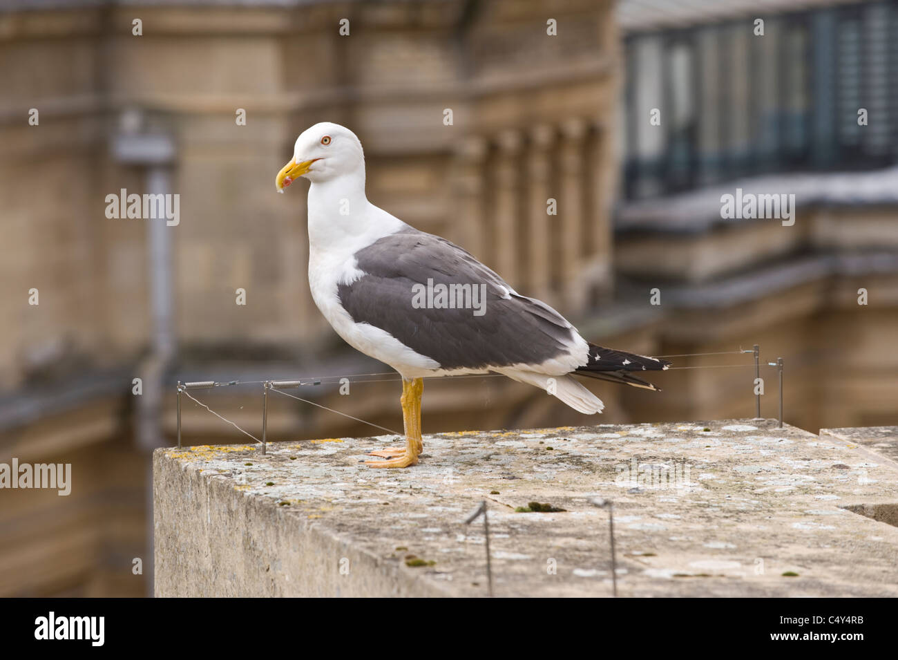 Seagull appollaiato su un angolo della costruzione, tra fili destinato a scoraggiare gli uccelli Foto Stock