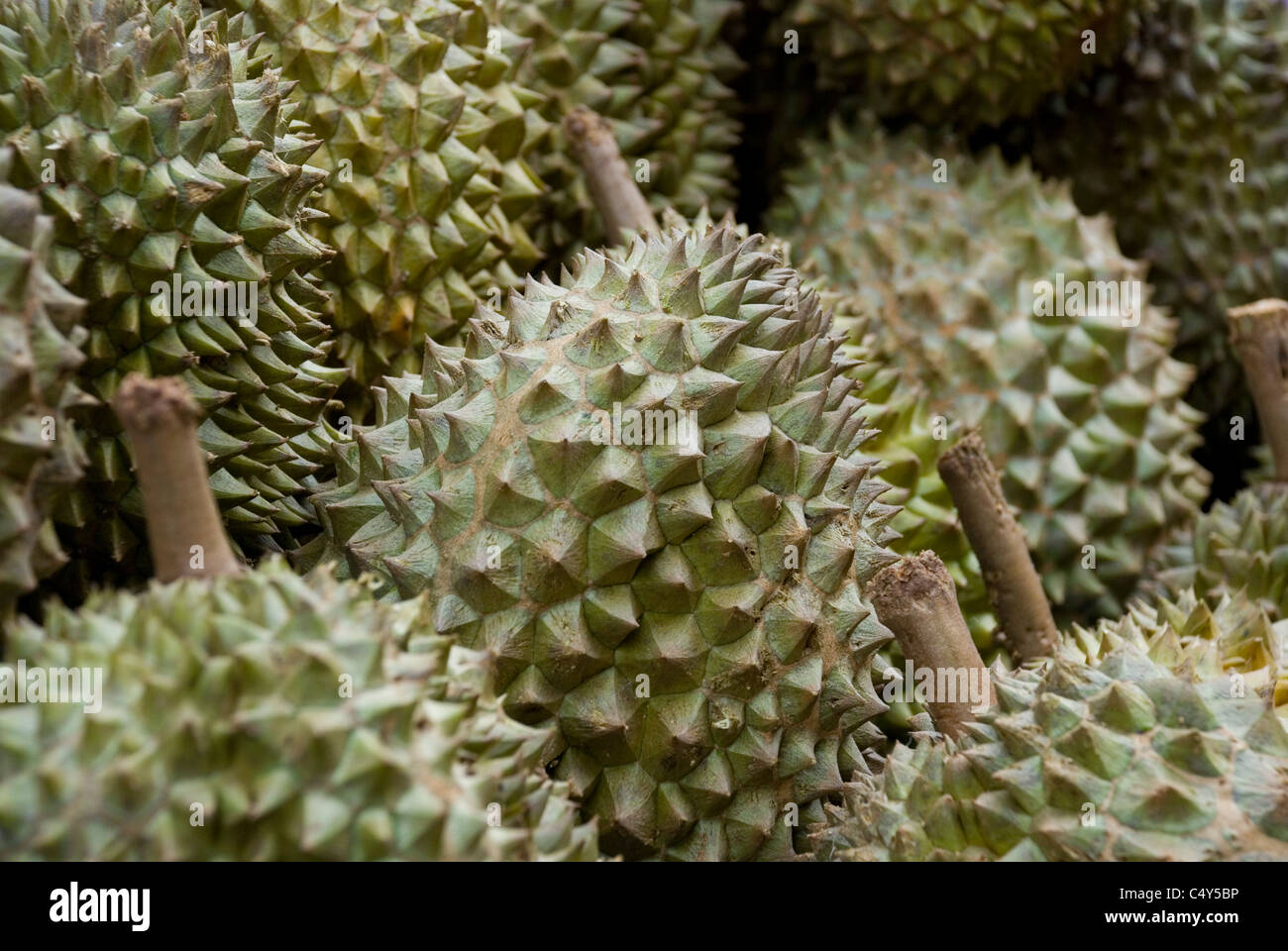 Durians sul display per la vendita Foto Stock