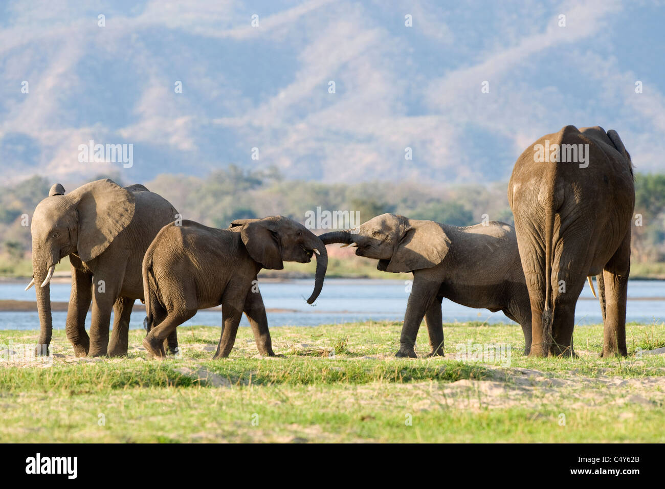 Elefante africano Loxodonta africana visto nel Parco Nazionale di Mana Pools, Zimbabwe Foto Stock