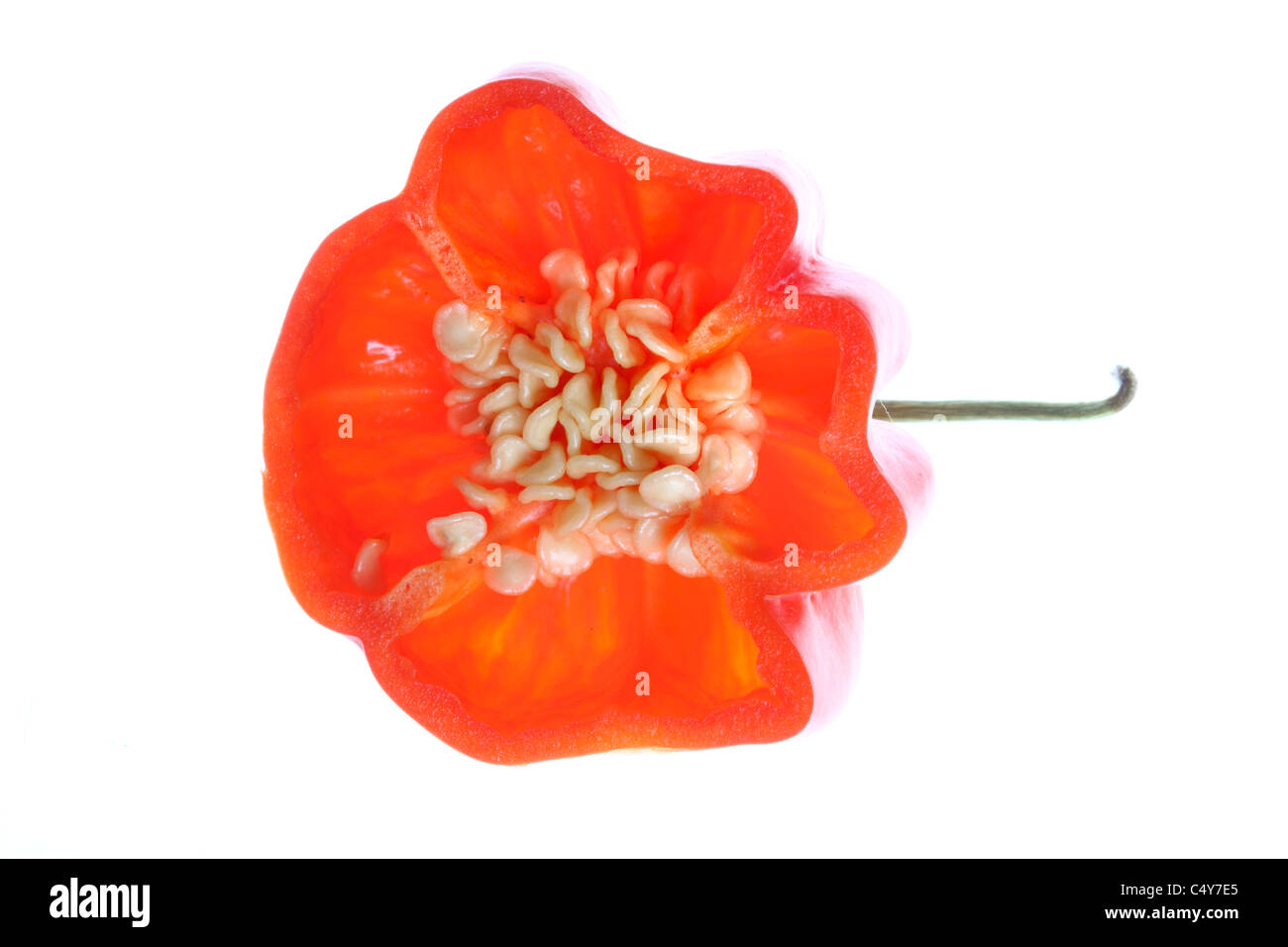 Vegetali, ROSSO PEPERONCINO jalapeño, Capsicum, Foto Stock