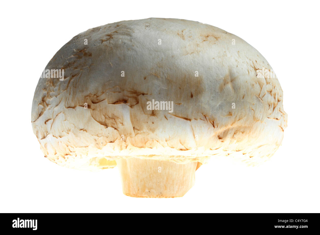 Vegetali, bianco champignon, fungo pulsante Foto Stock