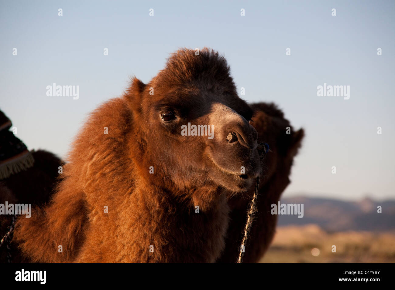 In prossimità dei due Humped Bactrian Camel - Camelus Bactrianus - delle province centrali in Mongolia. Le montagne in distanza Foto Stock