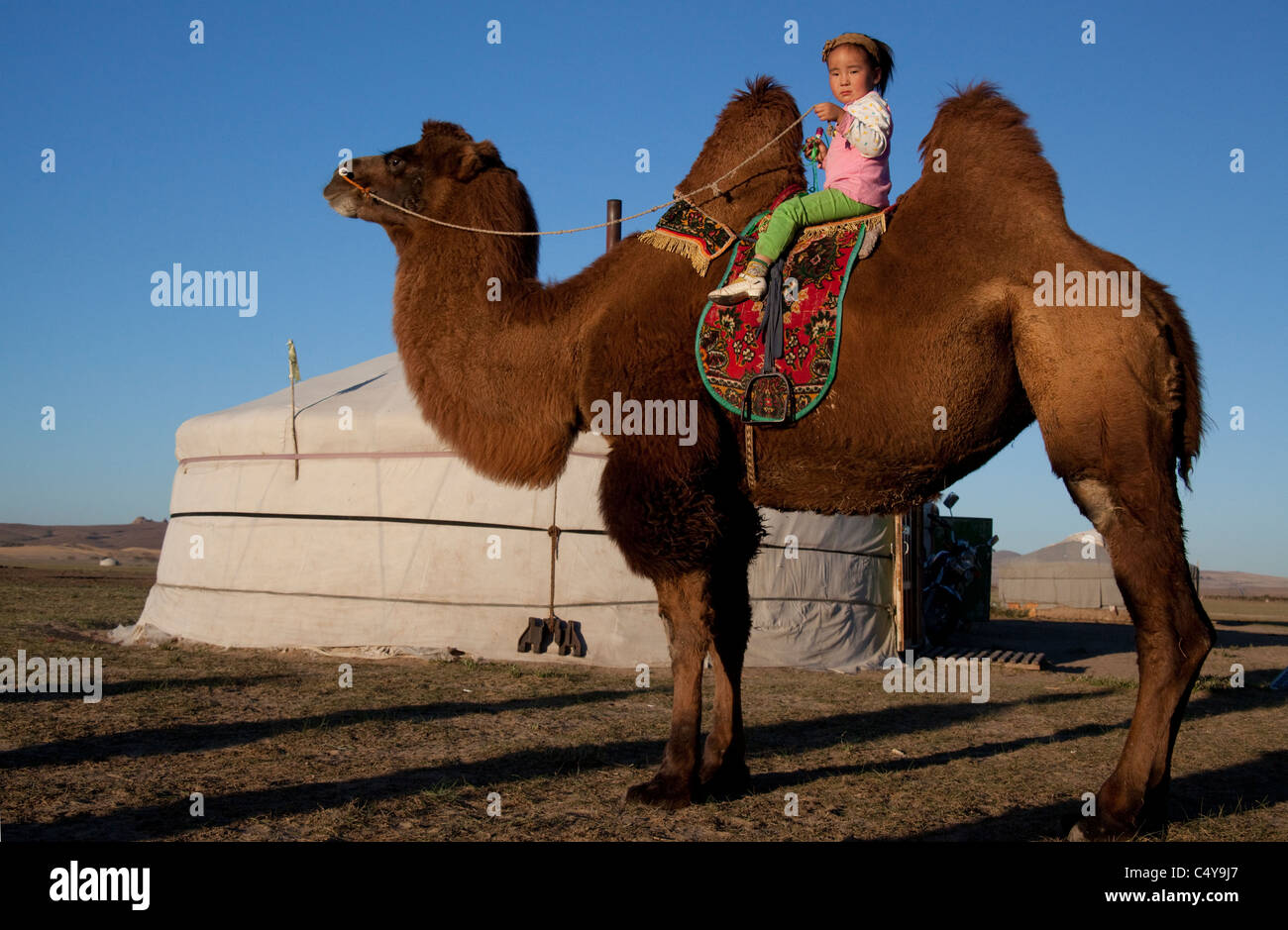 Bactrian Humped cammello con ragazza giovane pilota davanti della Ger- Camelus Bactrianus - delle province centrali in Mongolia. Foto Stock