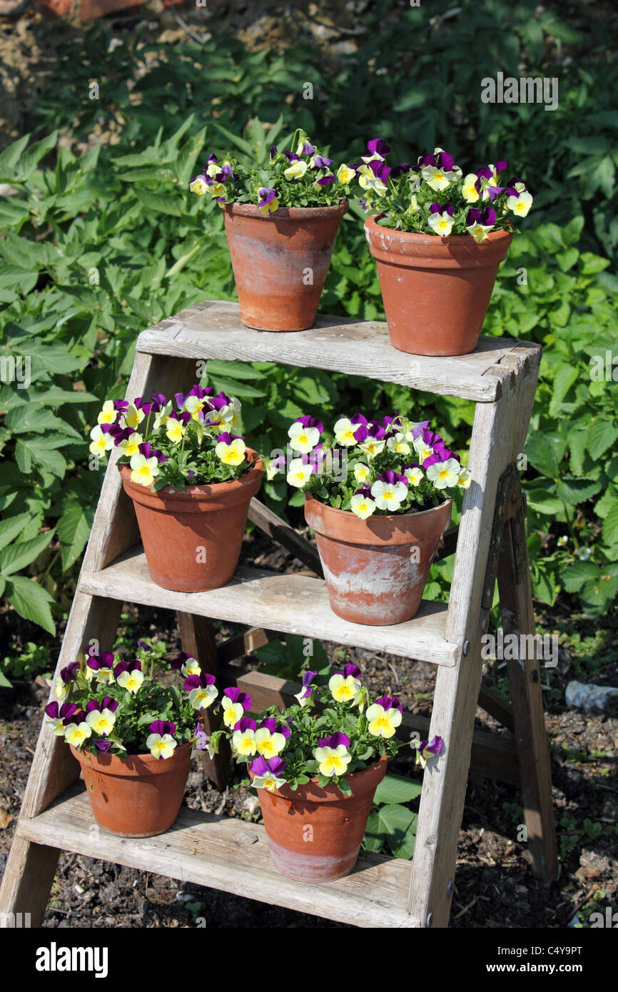 Un display di viole in vasi di terracotta disposti sulla fase di scale a pioli, REGNO UNITO Foto Stock