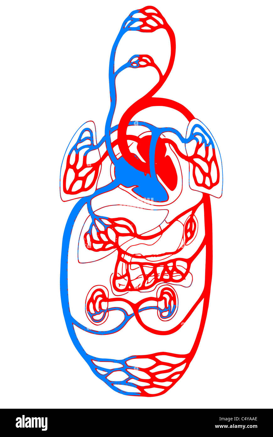 Sistema cardiovascolare/ panoramica di blu e di rosso Foto Stock