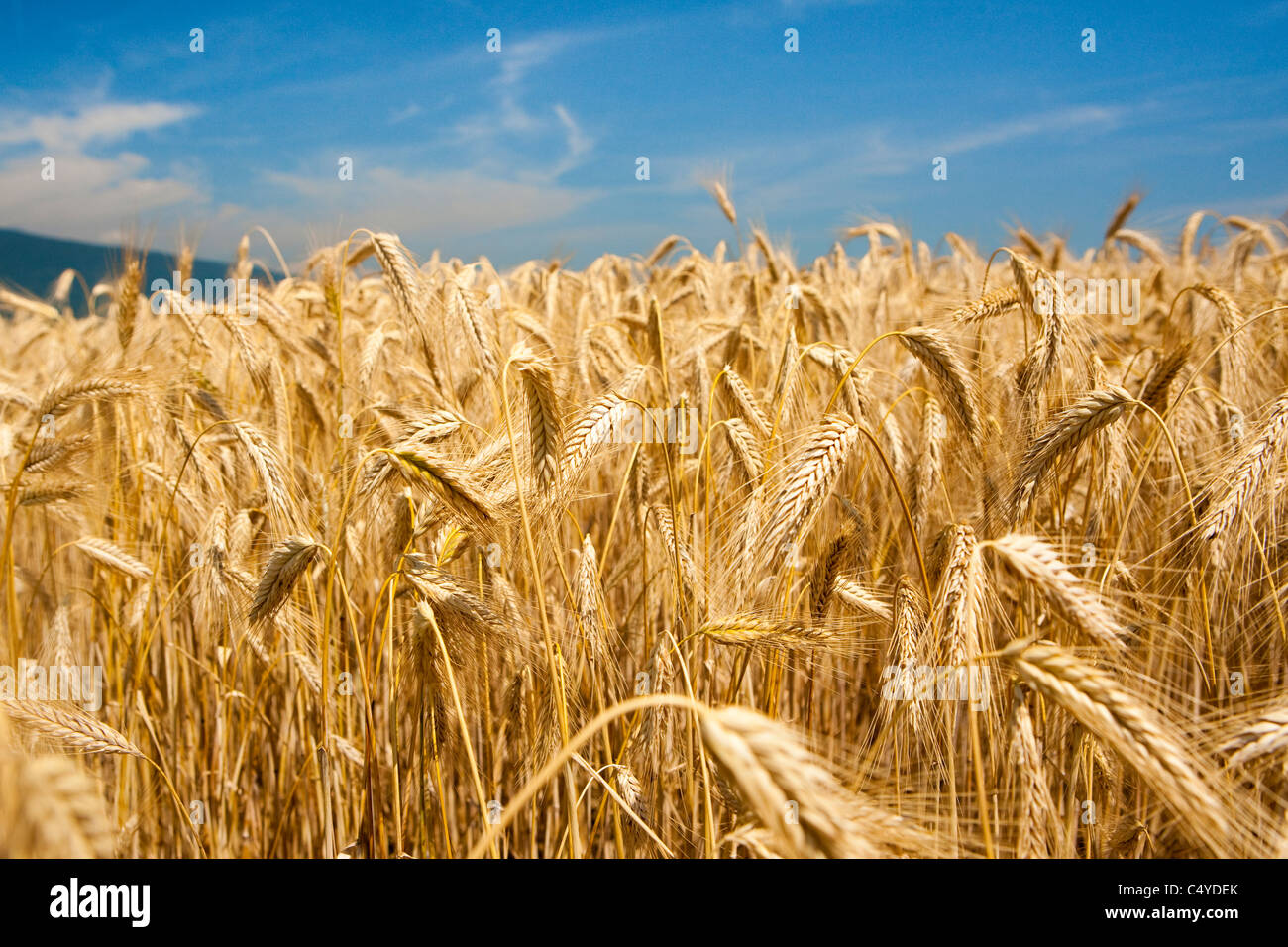 Un pendio coperto da un campo di grano accompagnata con un cielo privo di nuvole Foto Stock