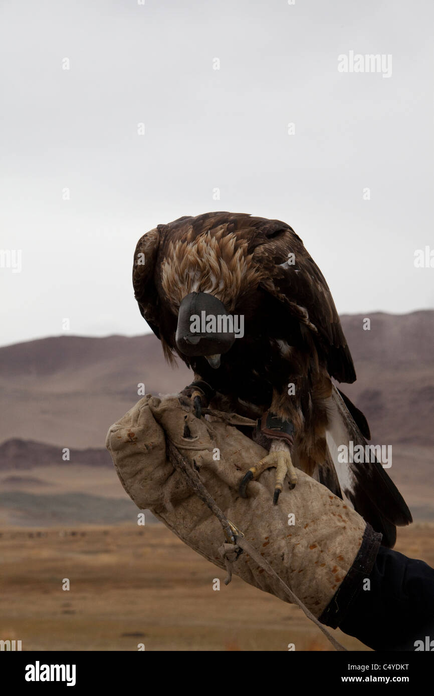 Eagle Hunter sulla periferia di Olgii con il kazako comunità in provincia Bayan-Olgii in Mongolia Foto Stock