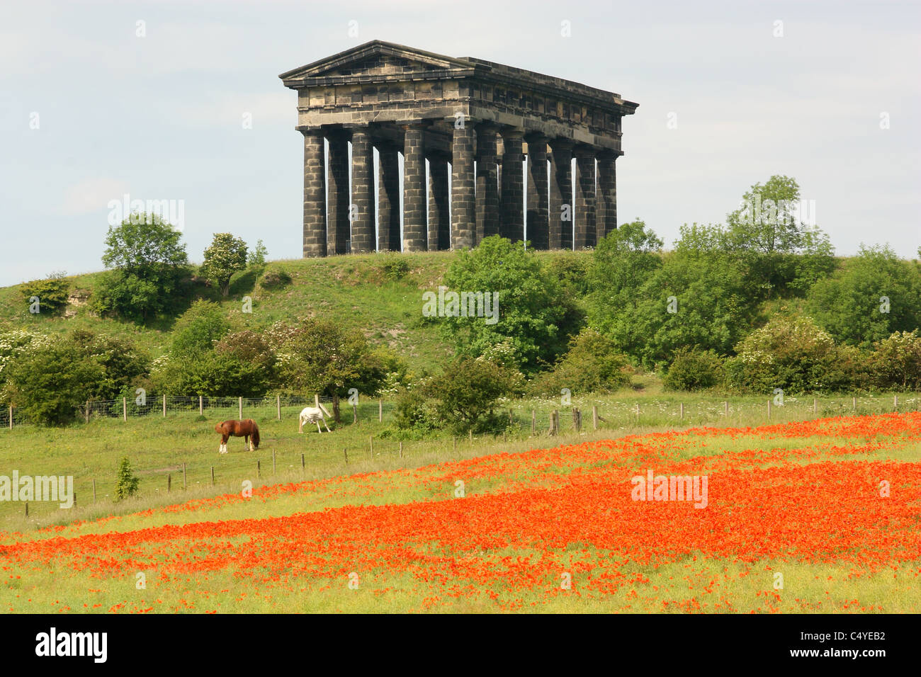 Papaveri al conte di Durham monumento, Penshaw, Durham, Inghilterra Foto Stock Papaveri al conte di Durham monumento, Penshaw, Durham, Inghilterra Foto Stock