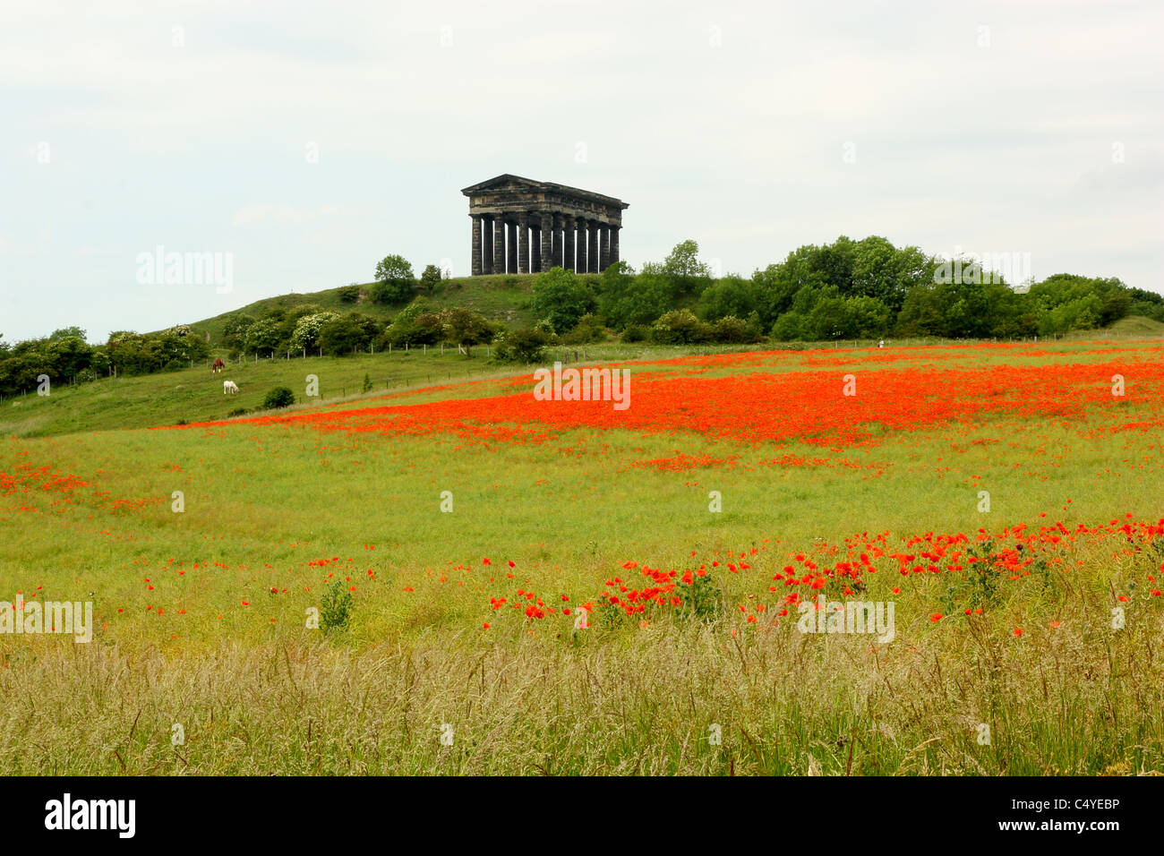 Papaveri al conte di Durham monumento, Penshaw, Durham, Inghilterra Foto Stock Papaveri al conte di Durham monumento, Penshaw, Durham, Inghilterra Foto Stock