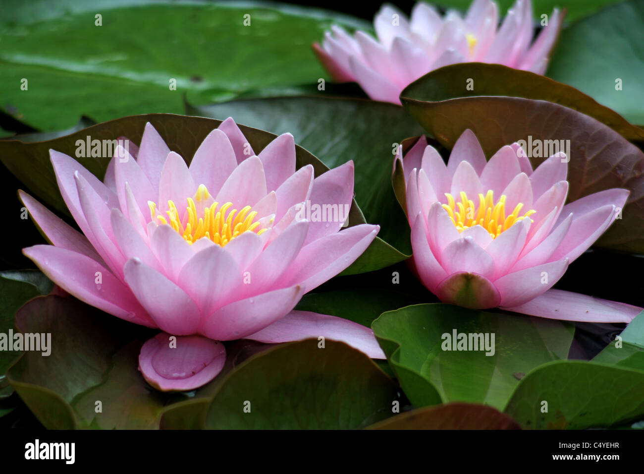 Water Lilies in fiore Foto Stock