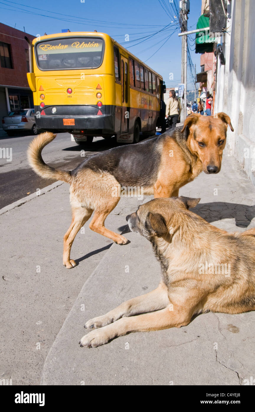 Cani sul marciapiede della città di Quito in Ecuador settentrionale America del Sud Foto Stock