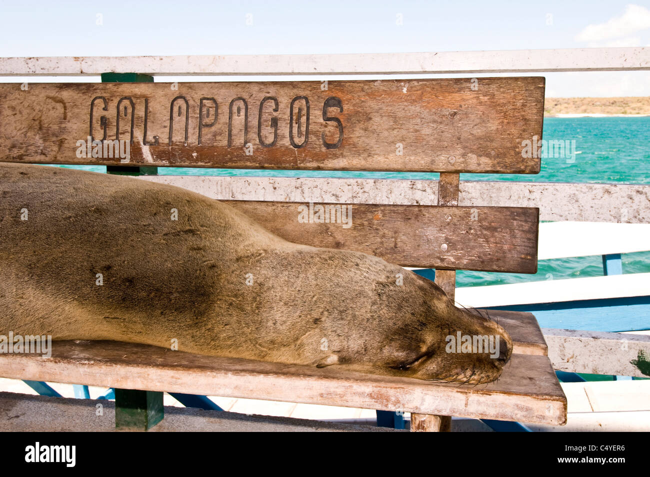 Le Galapagos Sea Lion (Zalophus wollebaeki) poggiante su un banco di lavoro su un molo su Baltra Island nelle isole Galapagos Ecuador Foto Stock