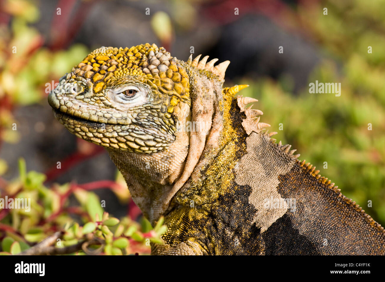 Land Iguana in un letto di Galápagos carpetweed su South Plaza Island nelle isole Galapagos Ecuador Foto Stock