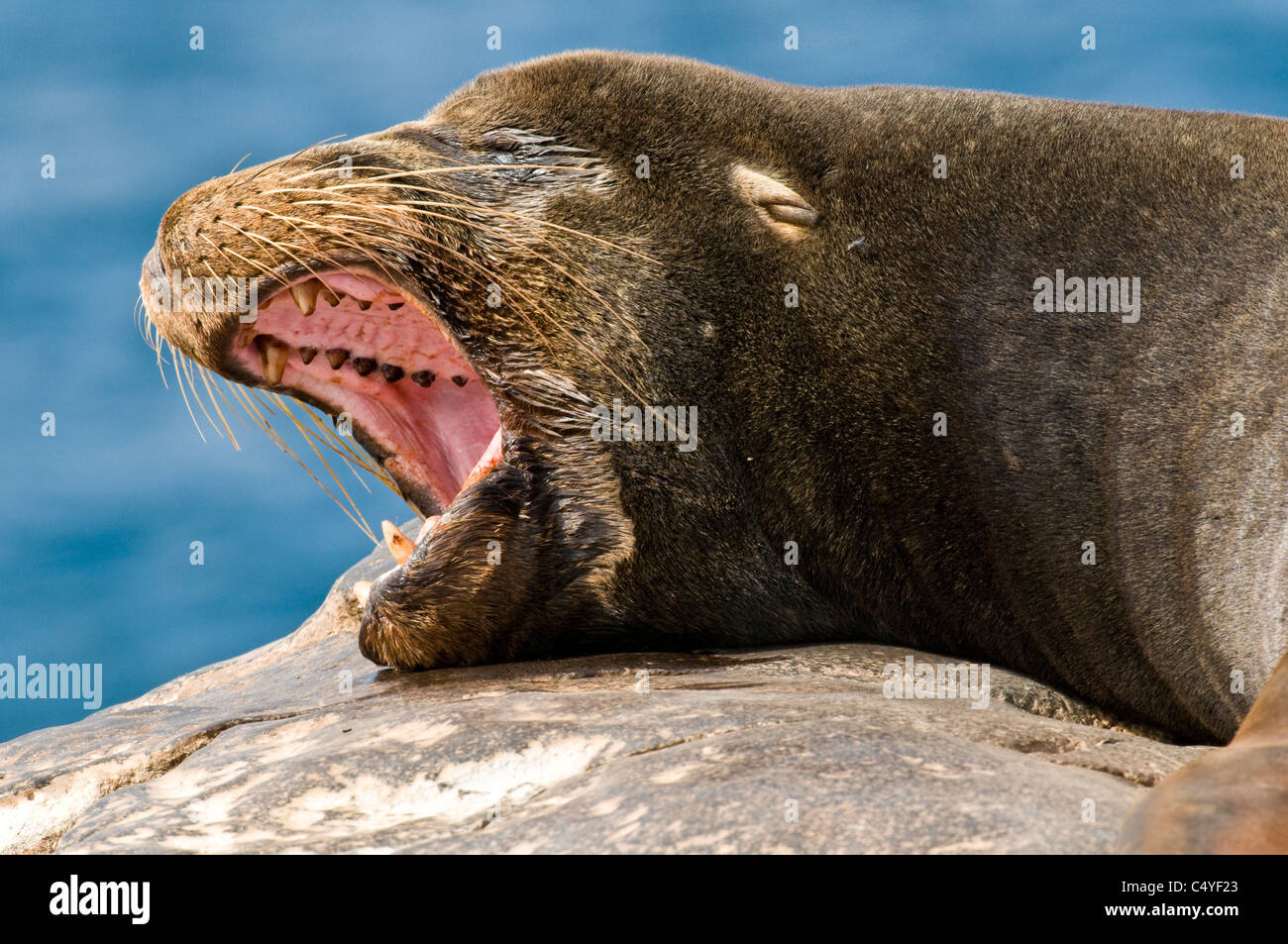 Le Galapagos sea lion sbadigli su roccia su South Plaza Island nelle isole Galapagos Ecuador Foto Stock