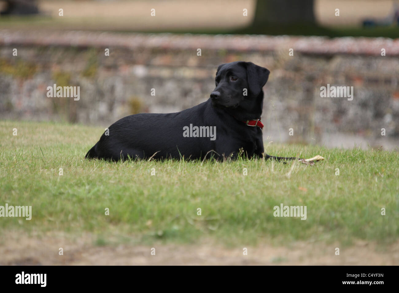 Un nero Labrador dog sitter su erba in un parco Foto Stock