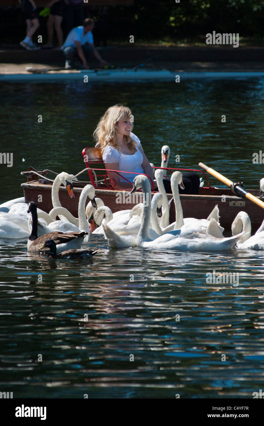 Una bella ragazza circondata da cigni sul fiume Avon, Stratford, Regno Unito Foto Stock