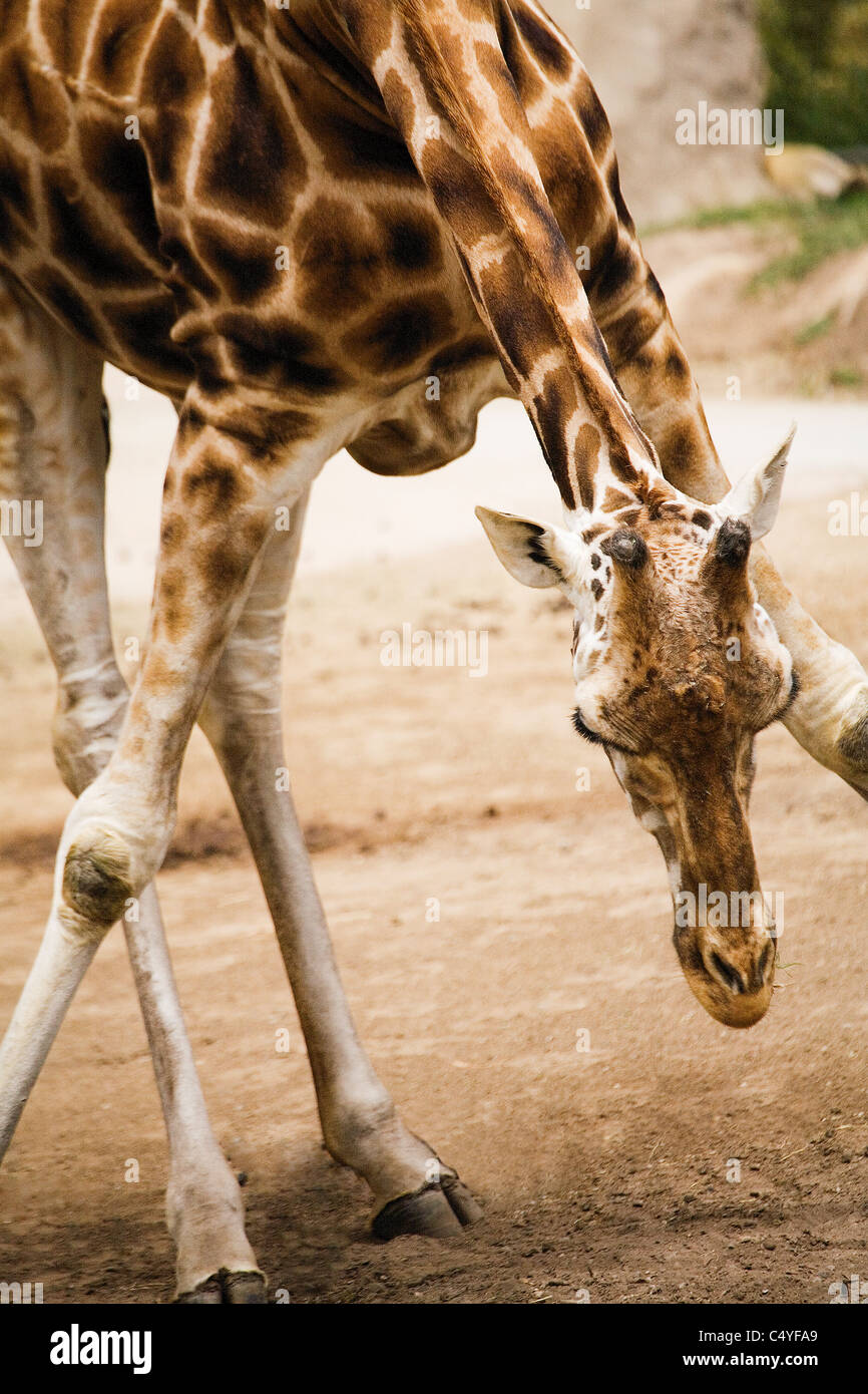 Primo piano di una giraffa di bere. Foto Stock