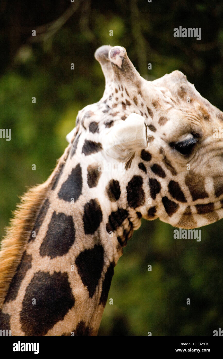 Close up di giraffe viso e collo Foto Stock