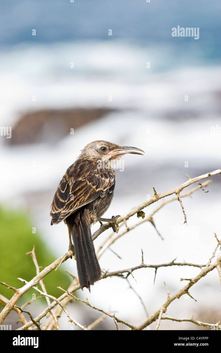 Il cofano mockingbird su Espanola (il cofano) Isola nelle isole Galapagos Ecuador Foto Stock