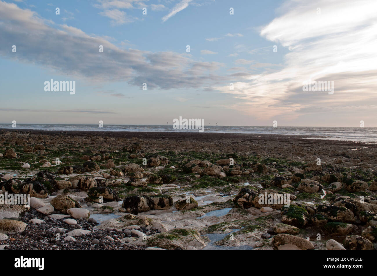 Birling Gap beach, East Sussex, England Regno Unito. Costa canale inglese Tide out Foto Stock