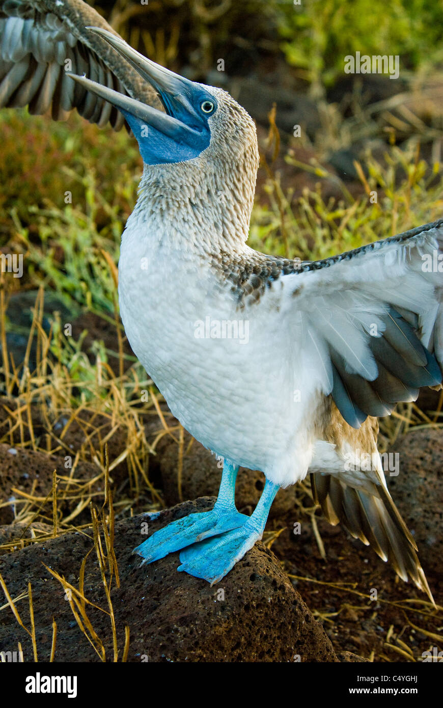 Blu-footed booby (Sula nebouxii) su Seymour Island nelle isole Galapagos Ecuador Foto Stock