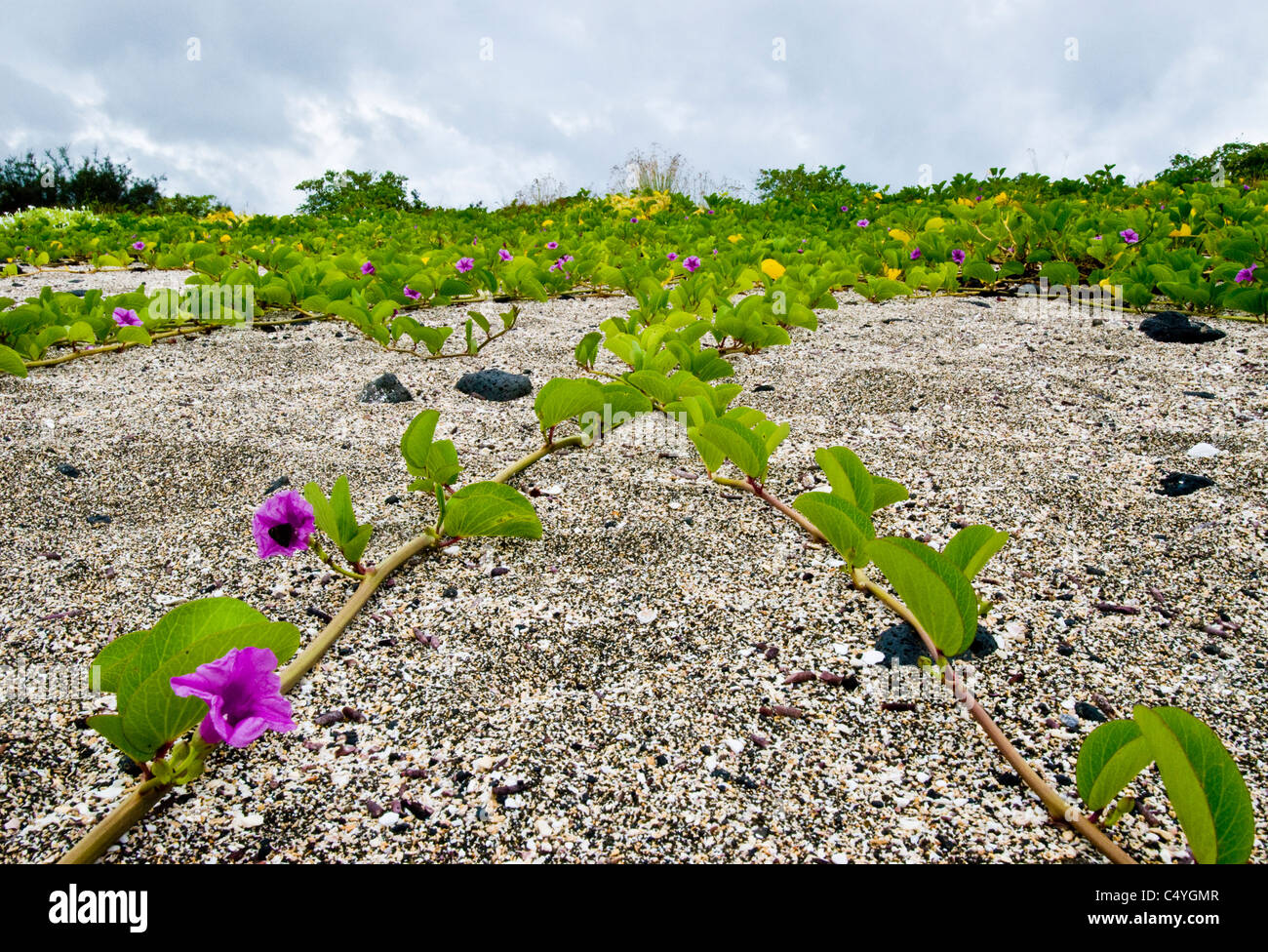 Gloria di mattina spiaggia (Ipomoea pes-caprae) sull'isola di Santiago in isole Galapagos Ecuador Foto Stock