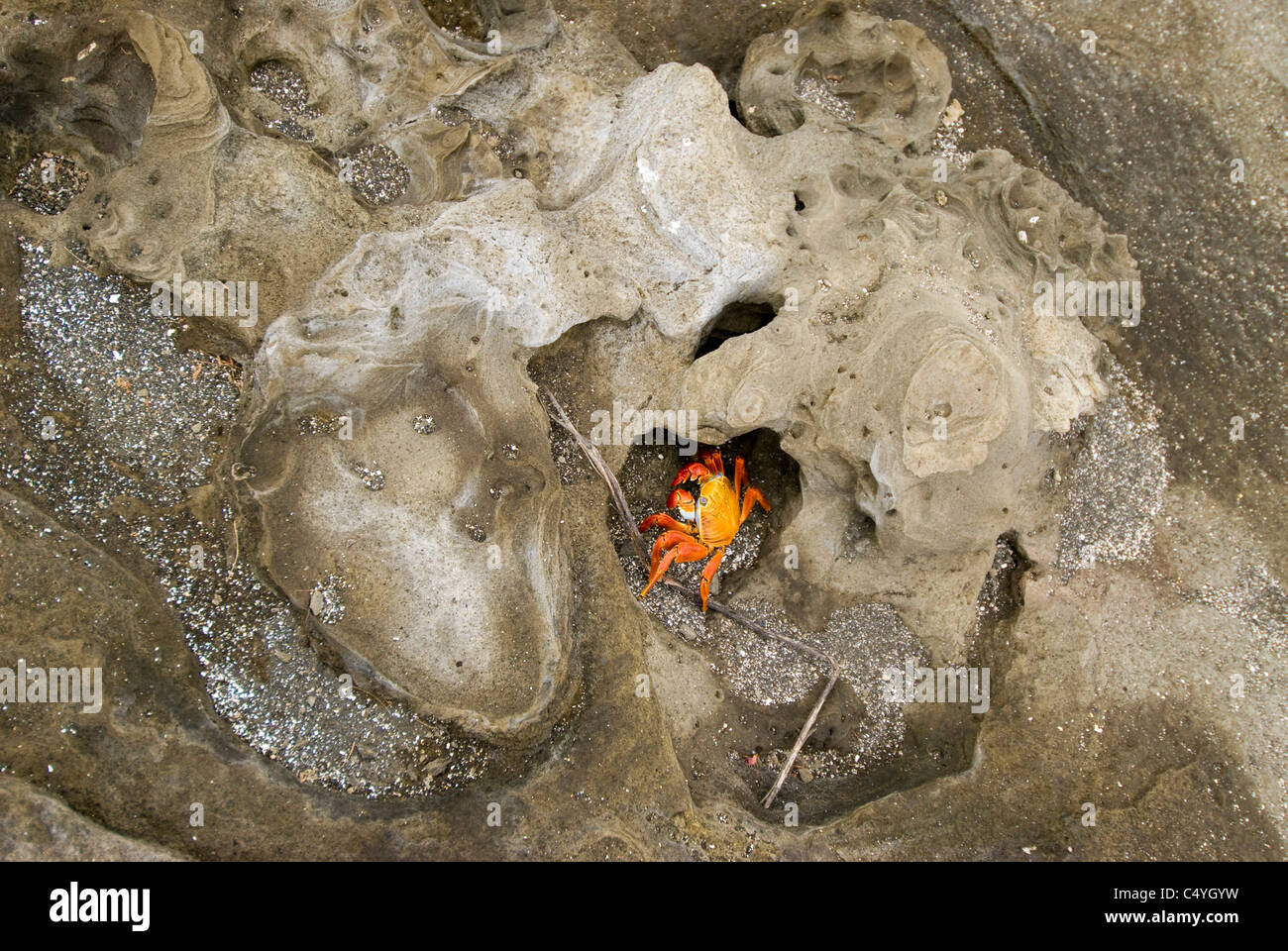 Sally Lightfoot crab sull'acqua a forma di tufo vulcanico rock sull isola di Santiago in isole Galapagos Ecuador Foto Stock