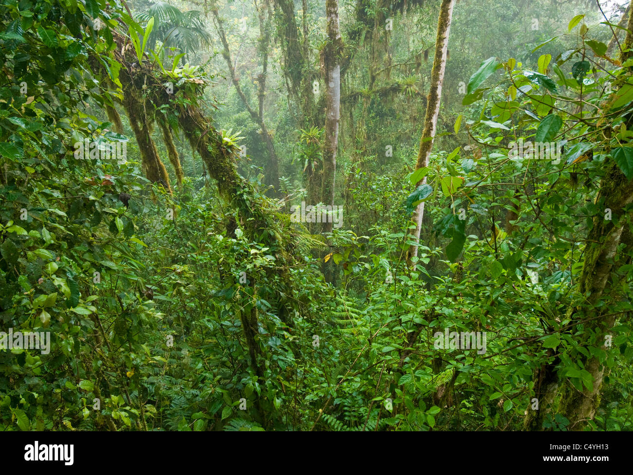 Cloud Forest nel nord Ecuador Foto Stock