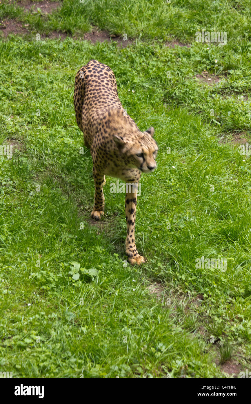 Leopardo Foto Stock