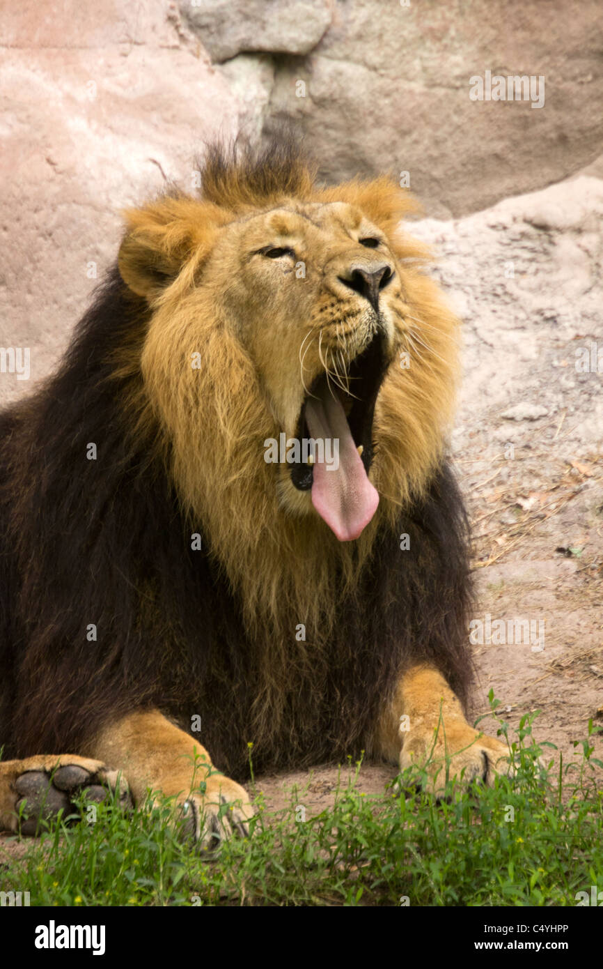 Lion Foto Stock
