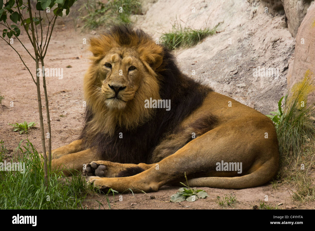 Lion Foto Stock