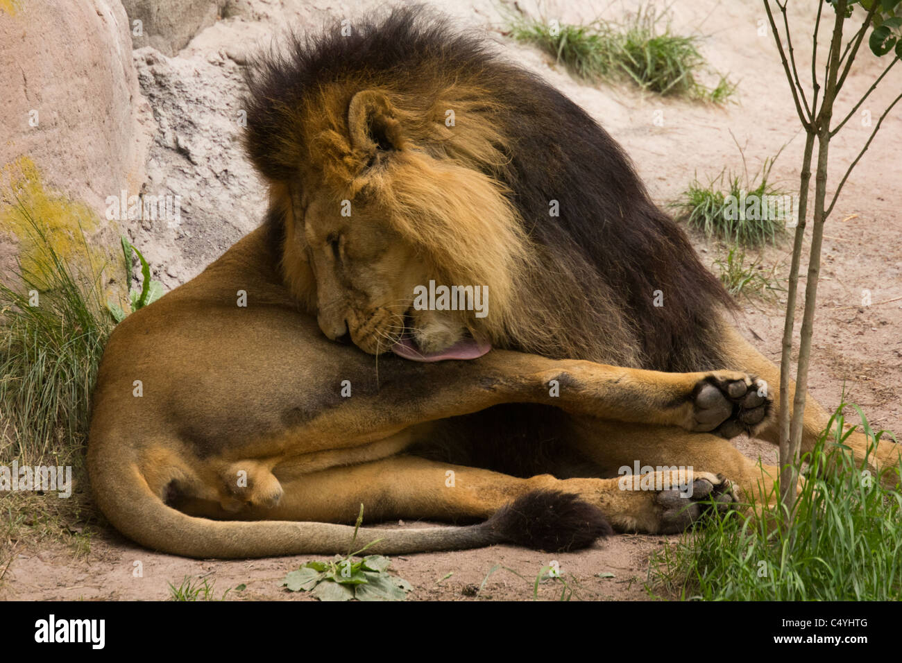 Lion Foto Stock