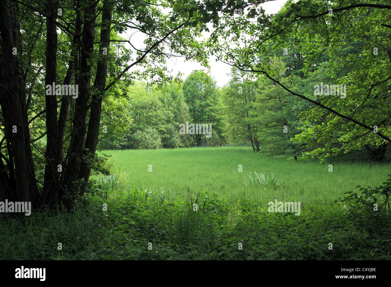 Verde bosco in estate Foto Stock