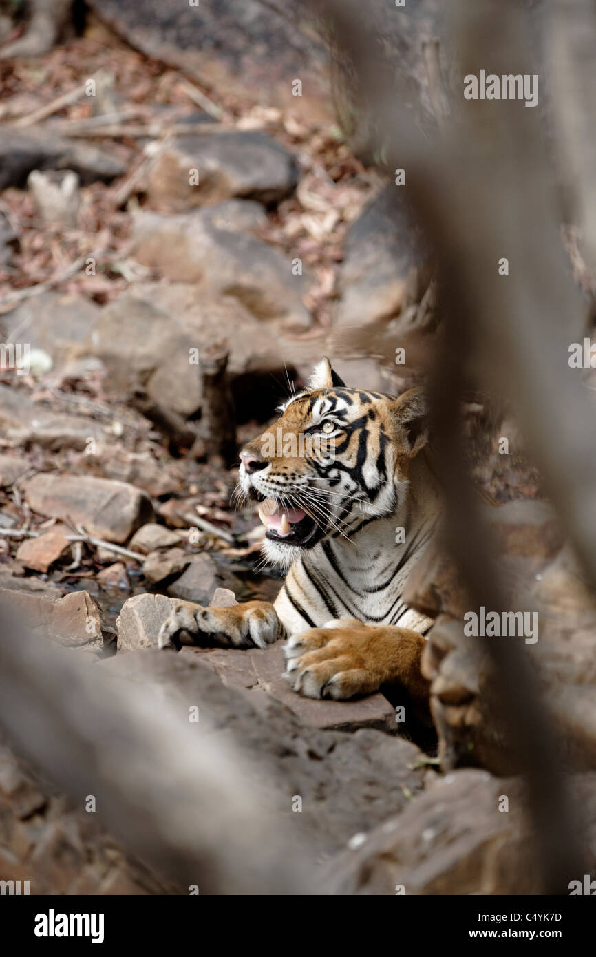 Tigre del Bengala all'interno di un'acqua all'interno di rocce di raffreddamento nel bosco selvatico di Ranthambhore, India. ( Panthera Tigris) Foto Stock