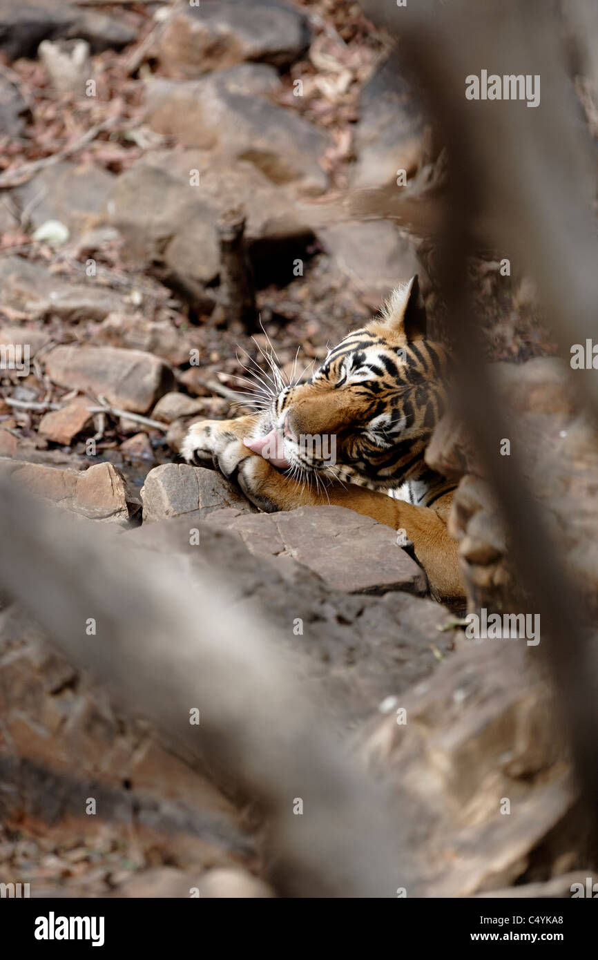 Tigre del Bengala all'interno di un'acqua all'interno di rocce di raffreddamento nel bosco selvatico di Ranthambhore, India. ( Panthera Tigris ) Foto Stock