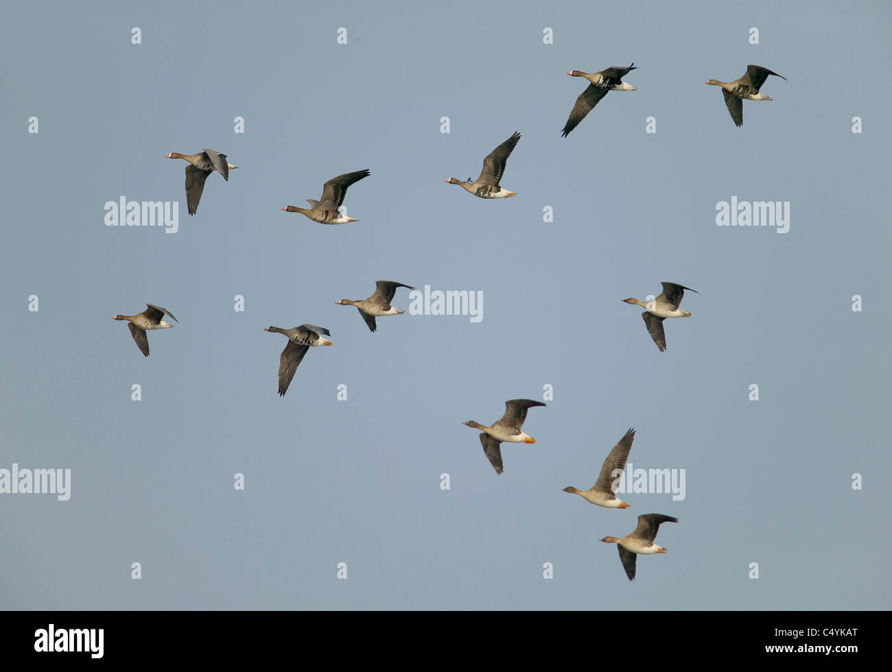 Eurasian bianco-fronteggiata Goose (Anser albifrons). Gregge in volo. L'Estonia. Foto Stock