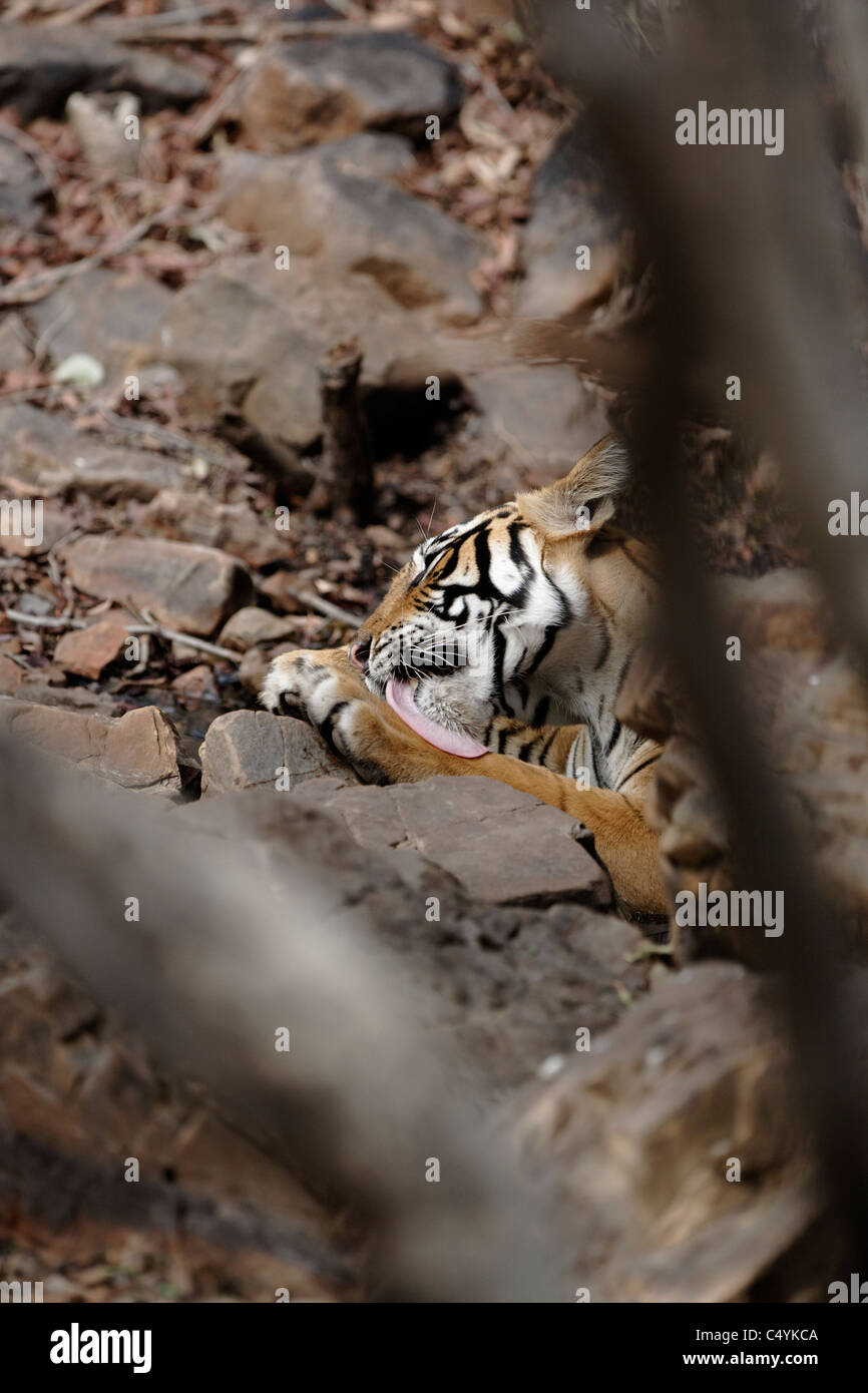 Tigre del Bengala all'interno di un'acqua all'interno di rocce di raffreddamento nel bosco selvatico di Ranthambhore, India. ( Panthera Tigris ) Foto Stock