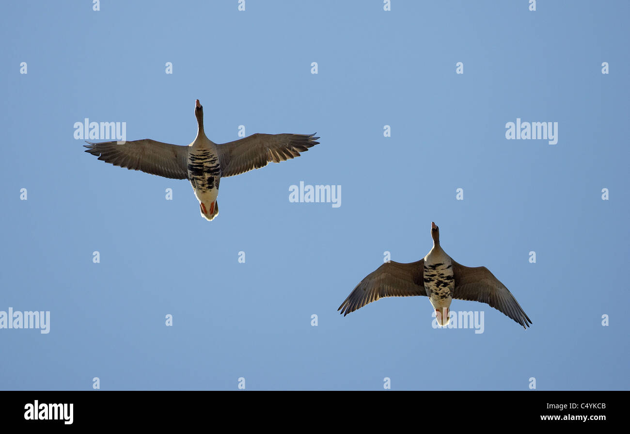 Eurasian bianco-fronteggiata Goose (Anser albifrons). Due adulti in volo. Foto Stock