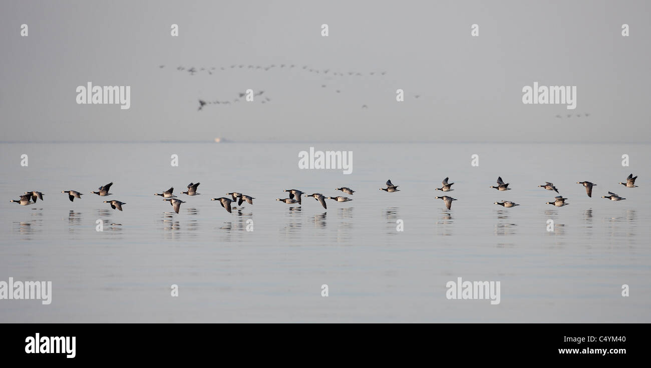 Barnacle Goose (Branta leucopsis). La migrazione di gregge in volo sopra il Mar Baltico. Foto Stock