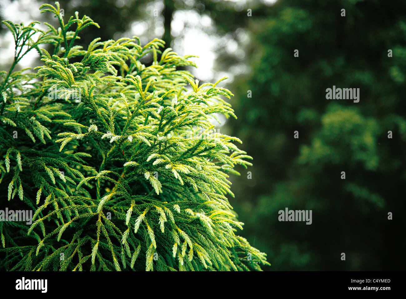 Cedro giapponese fogliame (Cryptomeria japonica) Foto Stock