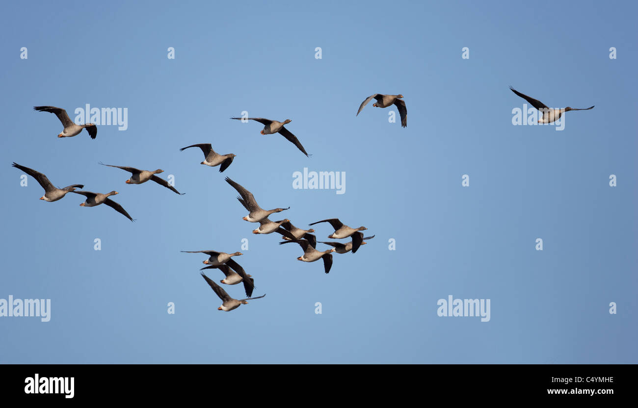 Bean Goose (Anser fabalis), gregge in volo. Foto Stock
