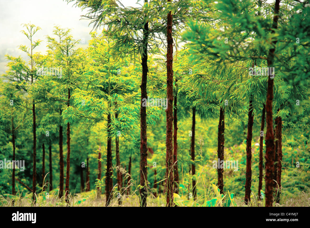 Cedro giapponese di boschi (Cryptomeria japonica), in corrispondenza delle isole Azzorre. Foto Stock