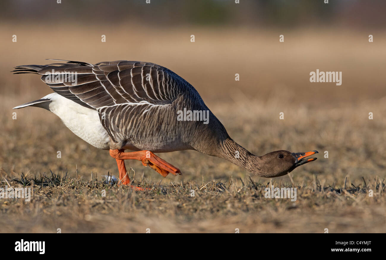 Bean Goose (Anser fabalis), Adulto minaccioso. Foto Stock