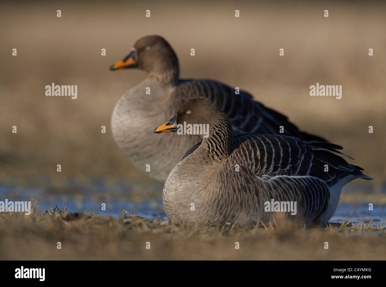 Bean Goose (Anser fabalis), coppia dormire. Foto Stock