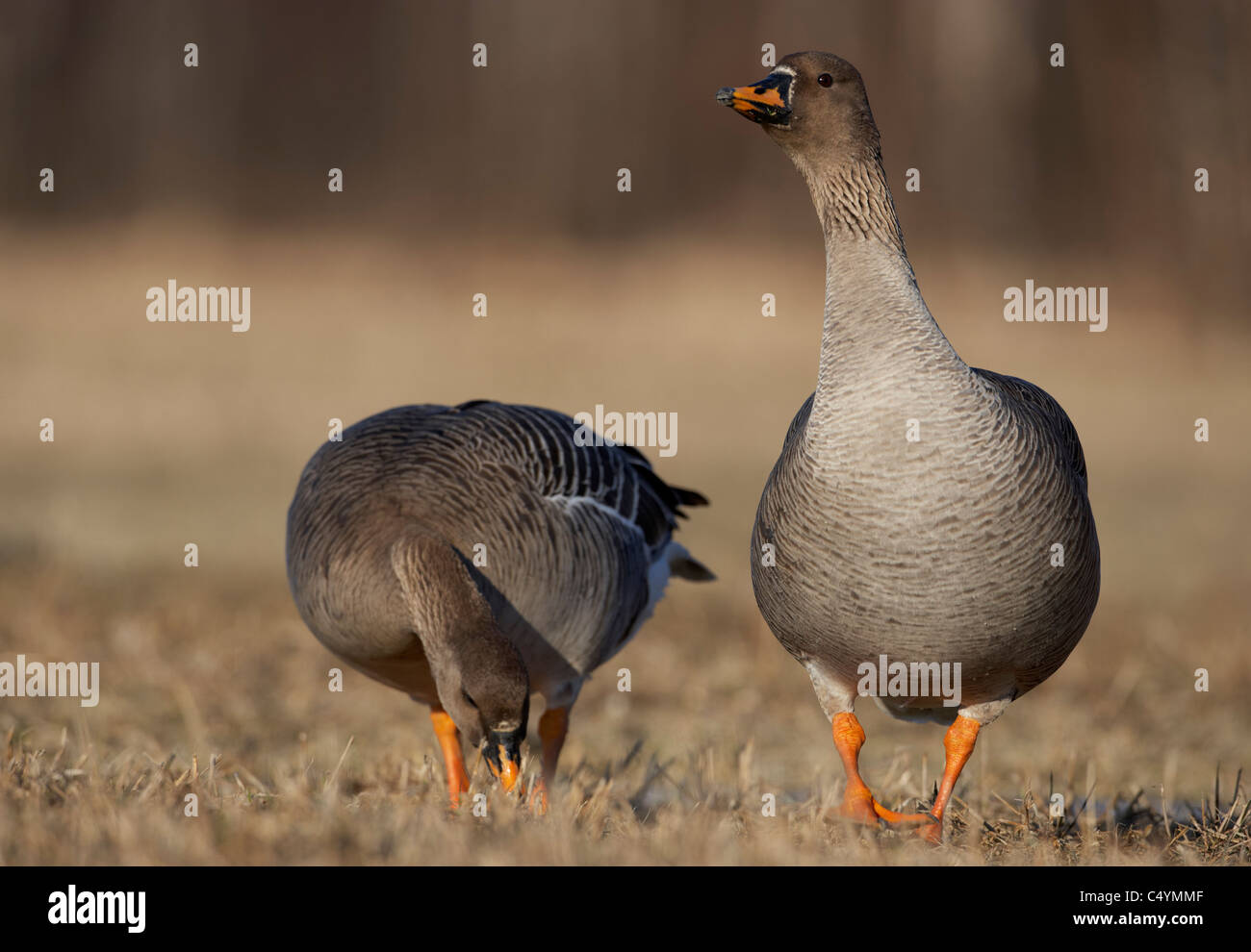 Bean Goose (Anser fabalis), coppia rovistando su pascoli. Foto Stock